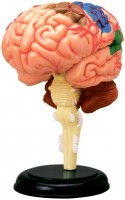 Photos - 3D Puzzle 4D Master Human Brain Anatomy Model 26056 