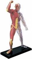 Photos - 3D Puzzle 4D Master Muscle and Skeleton Anatomy Model 26058 