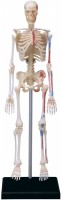 Photos - 3D Puzzle 4D Master Human Skeleton Model 26059 